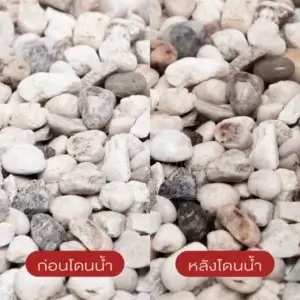 แกลบขาว